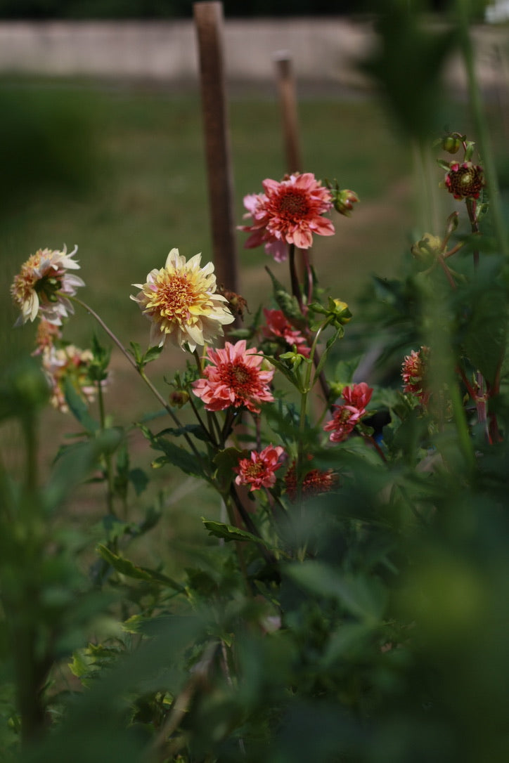 SAART™ Dahlienmix – Dahlia Samen (Dahlia variabilis), knollenbildende Sommerblume (nicht winterhart)