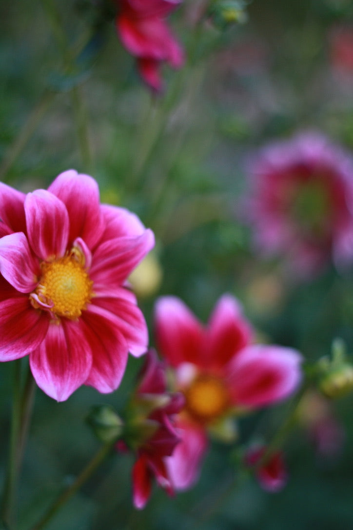 SAART™ Dahlienmix – Dahlia Samen (Dahlia variabilis), knollenbildende Sommerblume (nicht winterhart)
