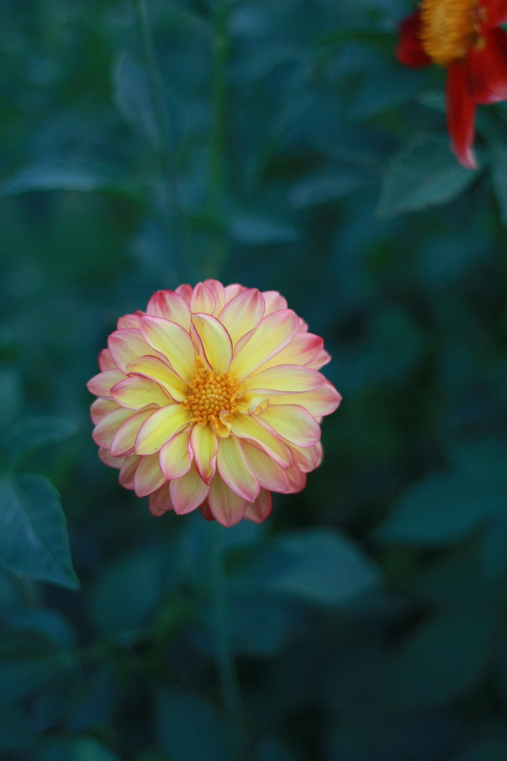 Dahlienknolle ‚Firepire‘ (eigene Selektion)