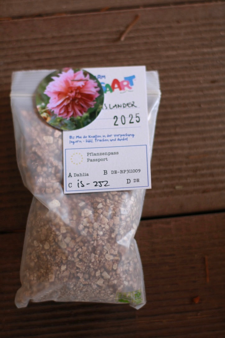 Dahlienknolle ‚Islander‘