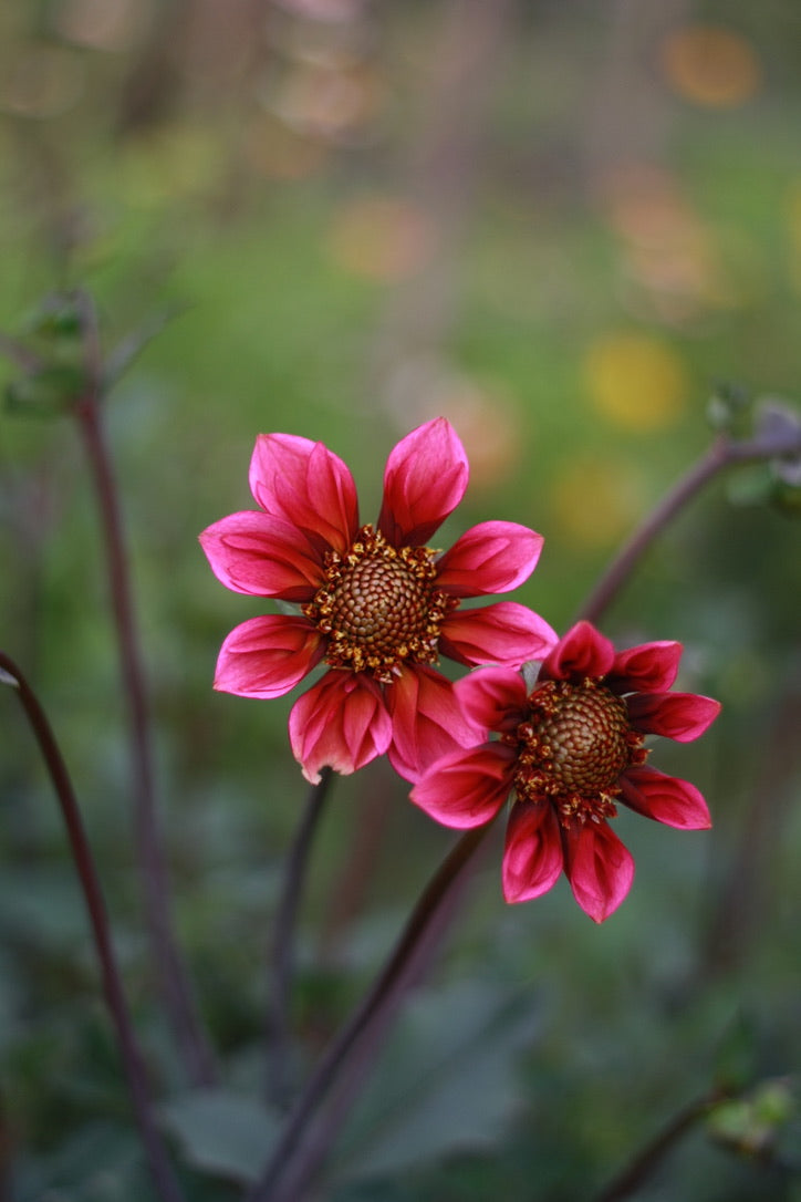 SAART™ Dahlienmix – Dahlia Samen (Dahlia variabilis), knollenbildende Sommerblume (nicht winterhart)