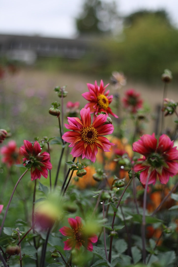 Dahlienknolle ‚Princess Nadine‘