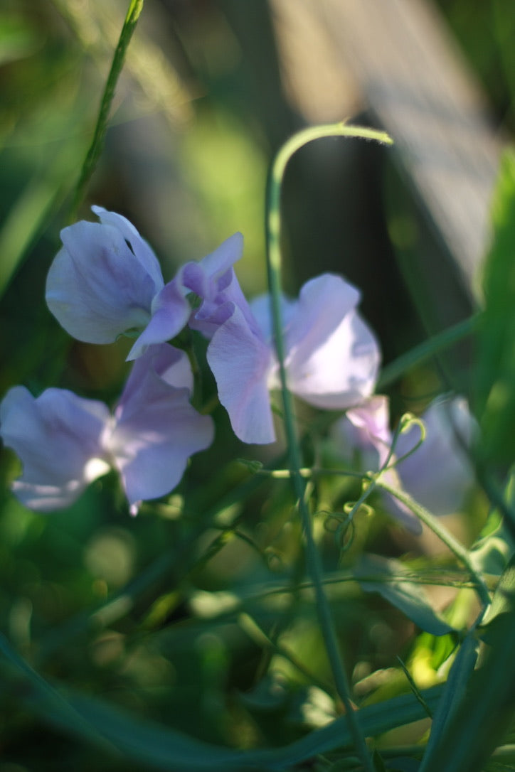 SAART™ Duftwickenmix – Sweet Pea Samen (Lathyrus odoratus), einjährige Sommerblume