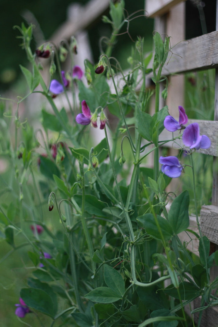 SAART™ Duftwickenmix – Sweet Pea Samen (Lathyrus odoratus), einjährige Sommerblume