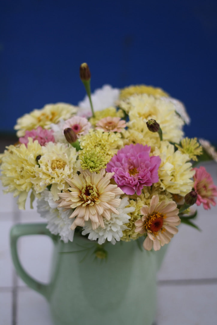 SAART™ Tagetesmix – Tagetes Samen (Tagetes patula & tenuifolia ), einjährige Sommerblume