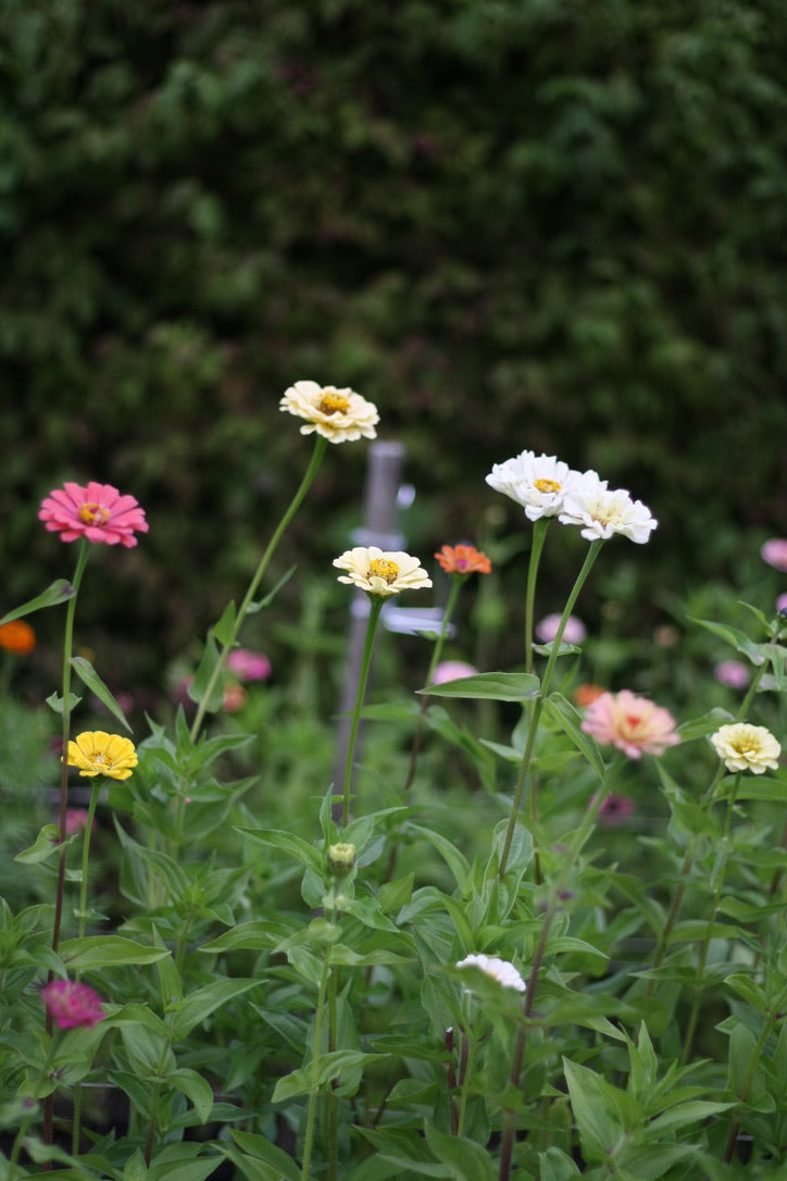 SAART™ Zinnia Mix – Zinnia Seeds (Zinnia elegans), Annual Summer Flower