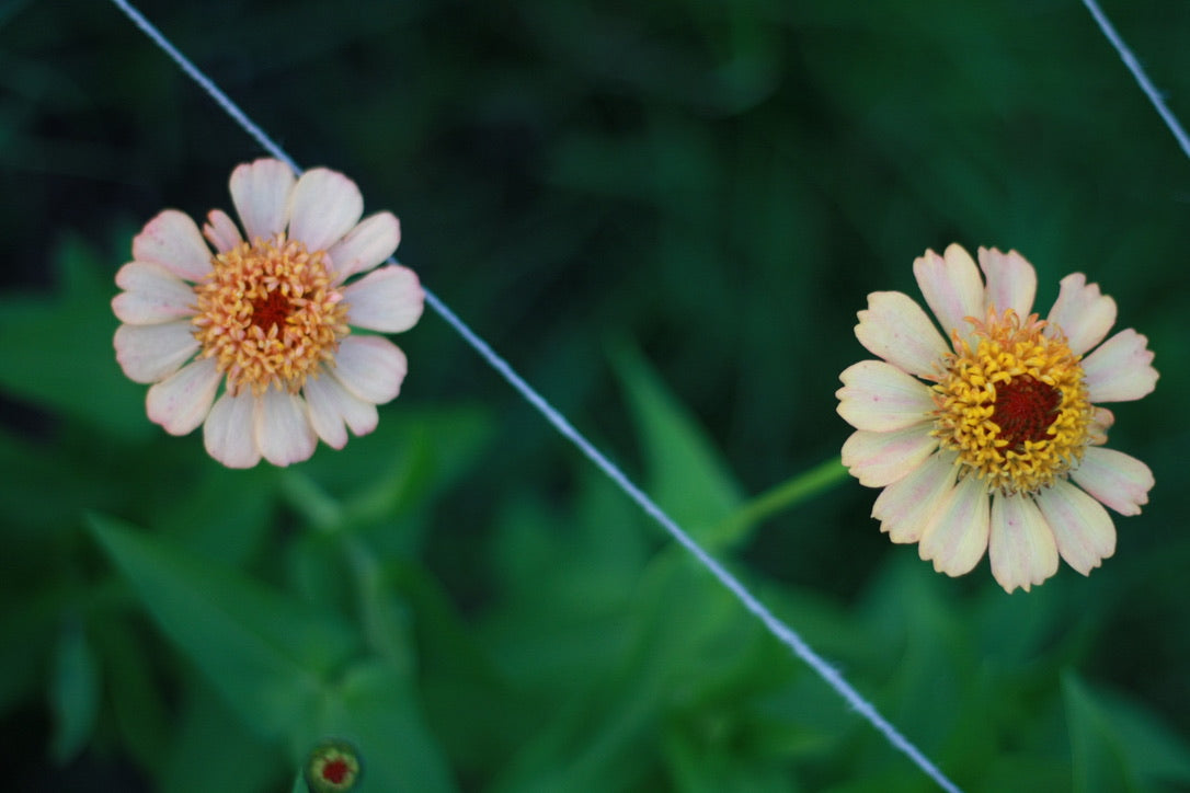 SAART™ Zinnia Mix – Zinnia Seeds (Zinnia elegans), Annual Summer Flower