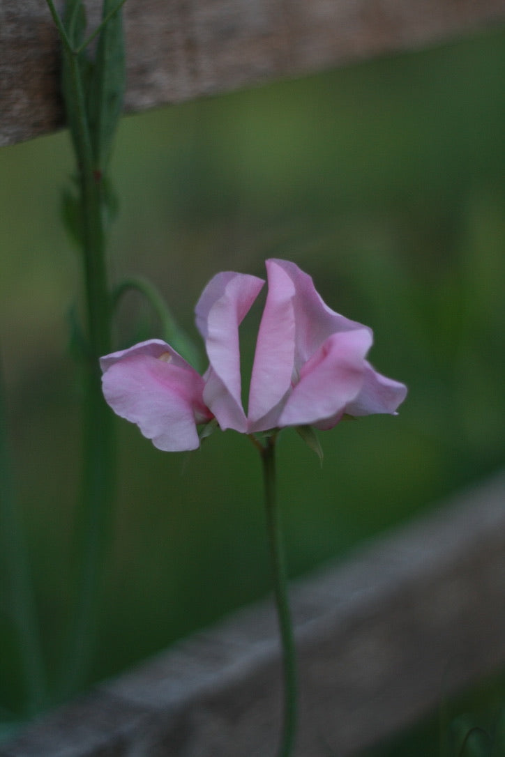 SAART™ Duftwickenmix – Sweet Pea Samen (Lathyrus odoratus), einjährige Sommerblume