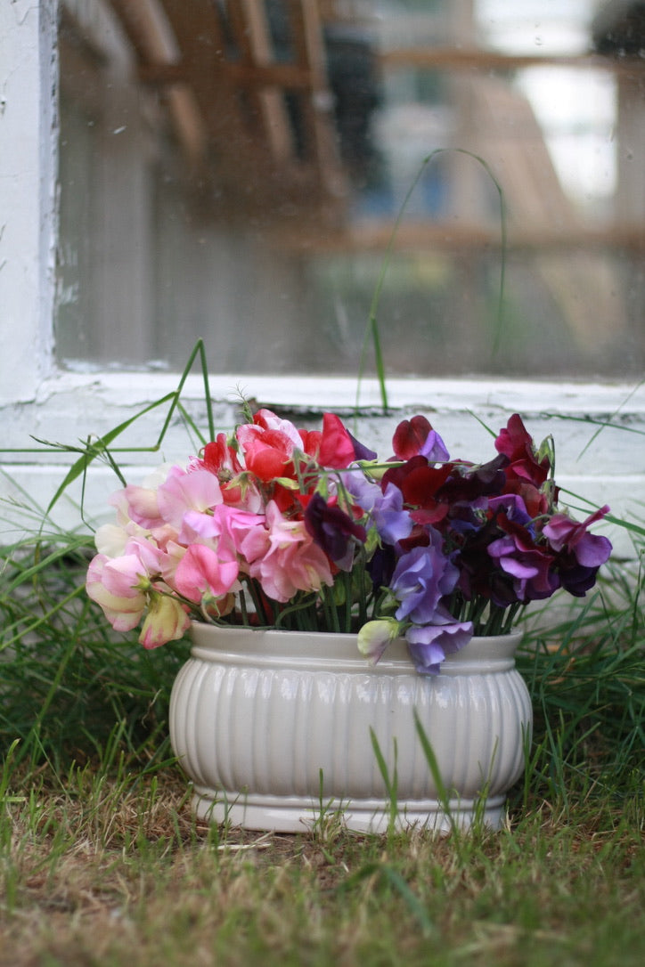 SAART™ Duftwickenmix – Sweet Pea Samen (Lathyrus odoratus), einjährige Sommerblume