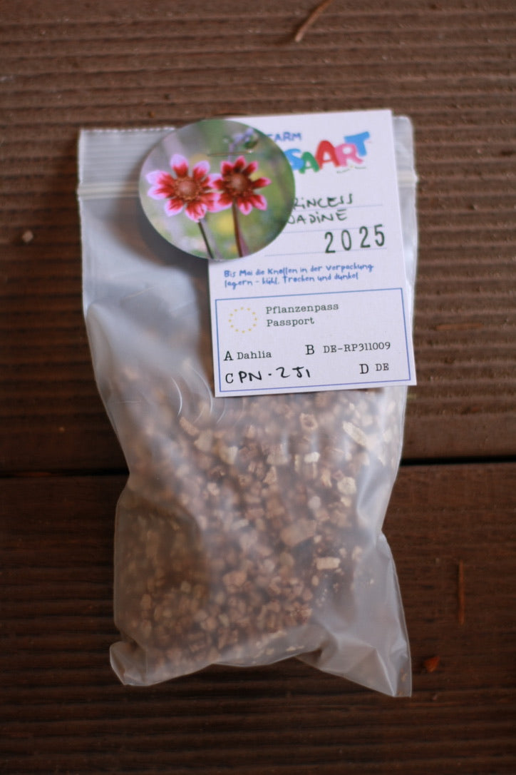 Dahlienknolle ‚Princess Nadine‘