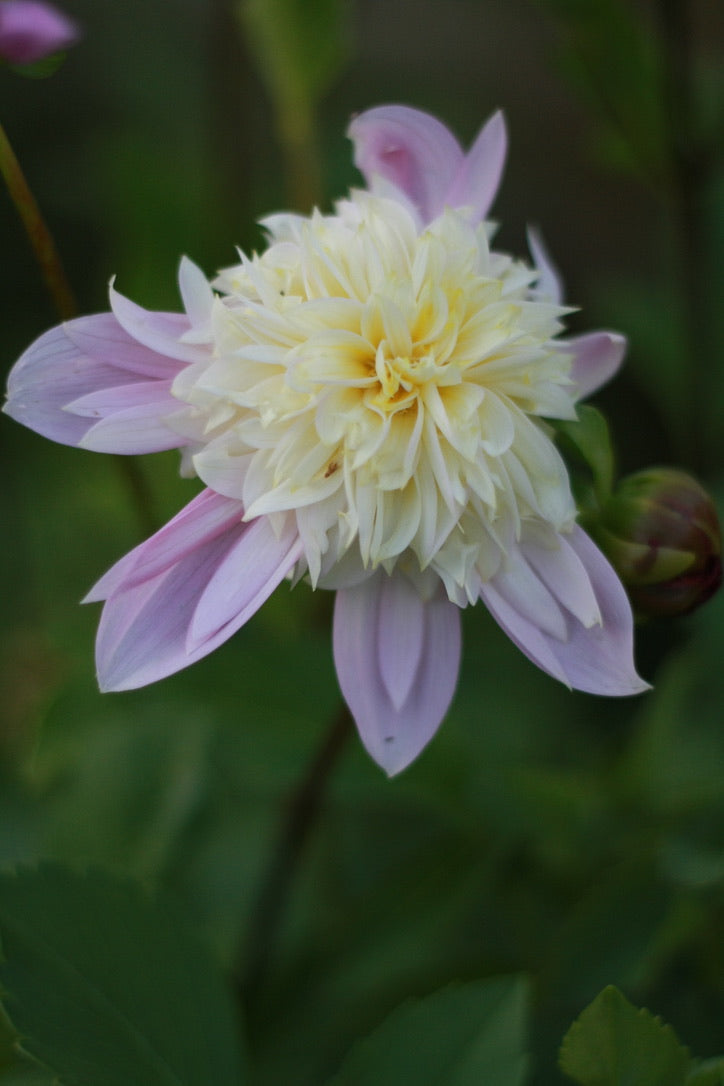 SAART™ Dahlienmix – Dahlia Samen (Dahlia variabilis), knollenbildende Sommerblume (nicht winterhart)