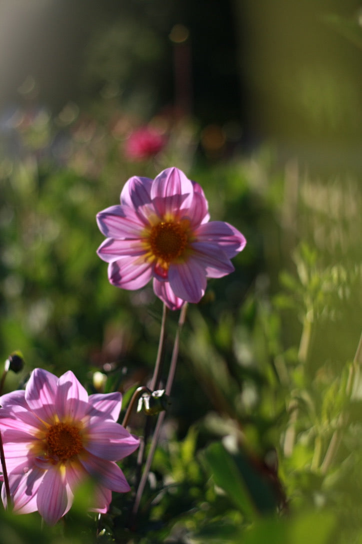 SAART™ Dahlienmix – Dahlia Samen (Dahlia variabilis), knollenbildende Sommerblume (nicht winterhart)