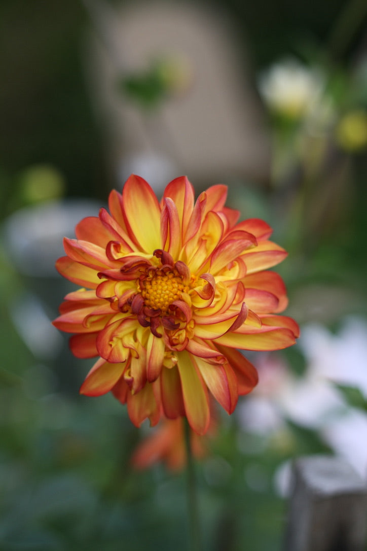 Dahlienknolle ‚Firepire‘ (eigene Selektion)