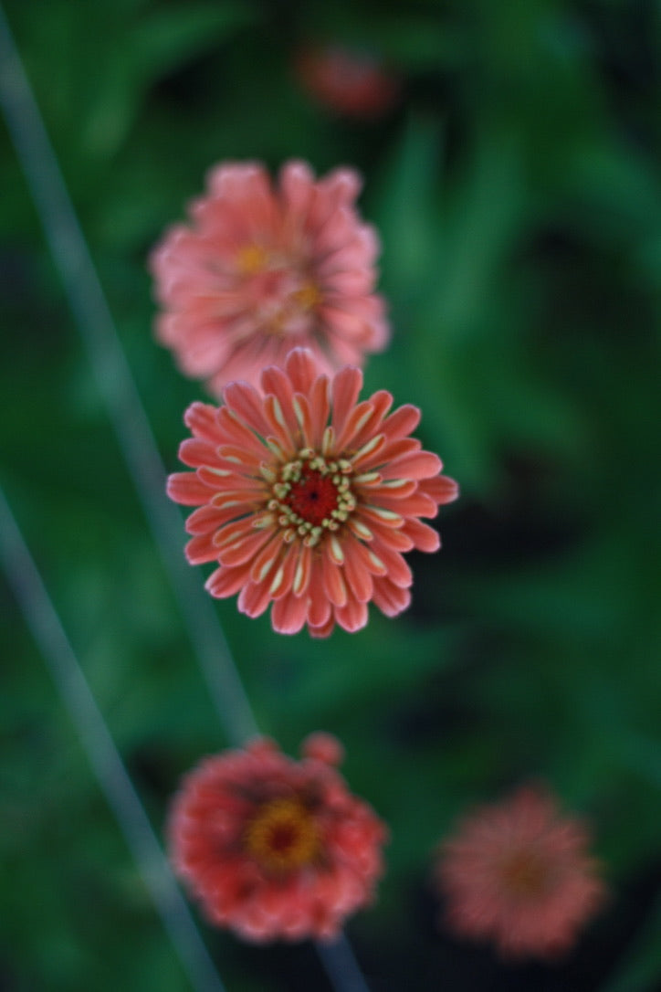 SAART™ Zinnia Mix – Zinnia Seeds (Zinnia elegans), Annual Summer Flower