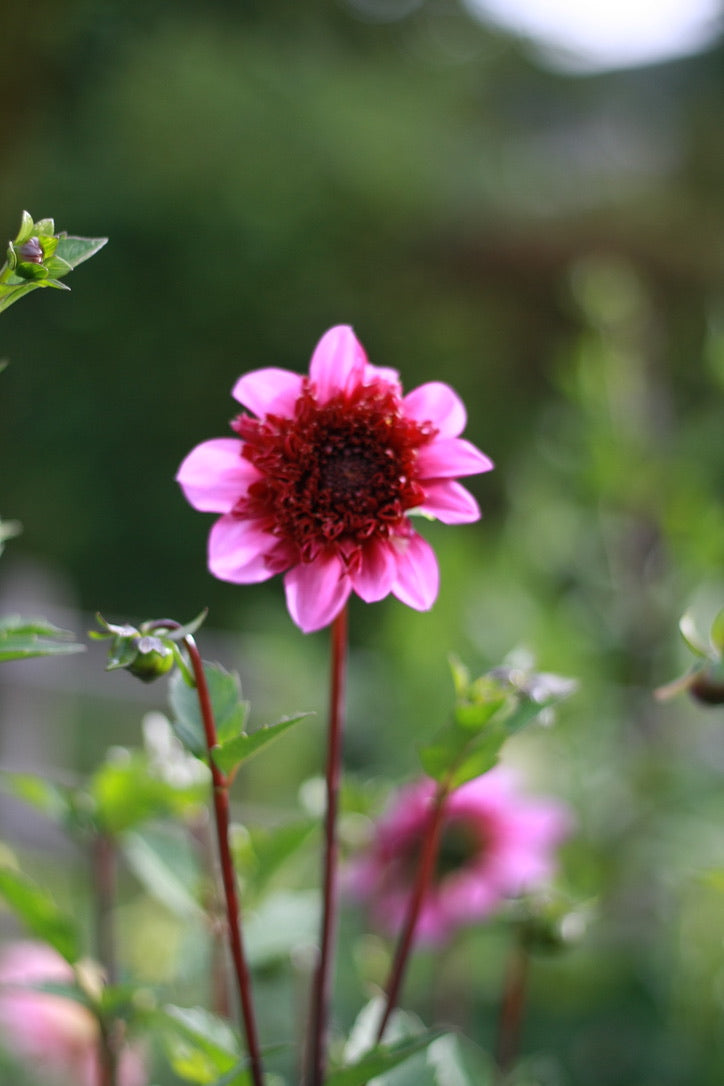 Dahlienknolle ‚Blue Bayou‘