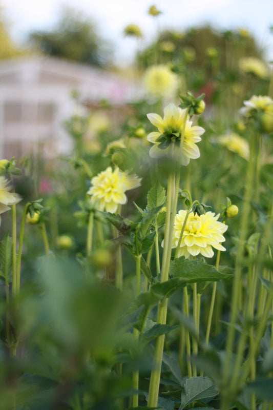 Dahlienknolle ‚Innocent Silence‘