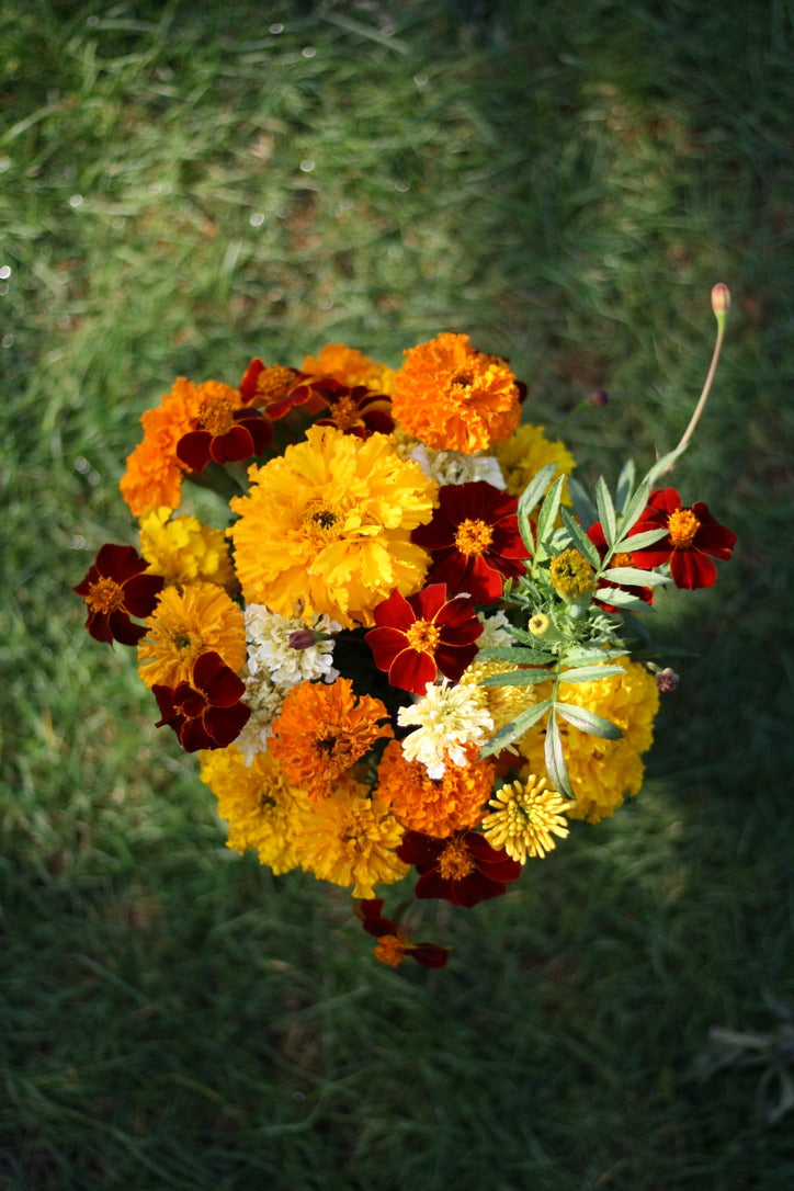 SAART™ Tagetesmix – Tagetes Samen (Tagetes patula & tenuifolia ), einjährige Sommerblume