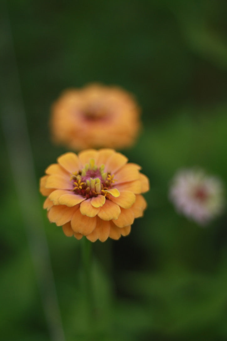 SAART™ Zinnia Mix – Zinnia Seeds (Zinnia elegans), Annual Summer Flower