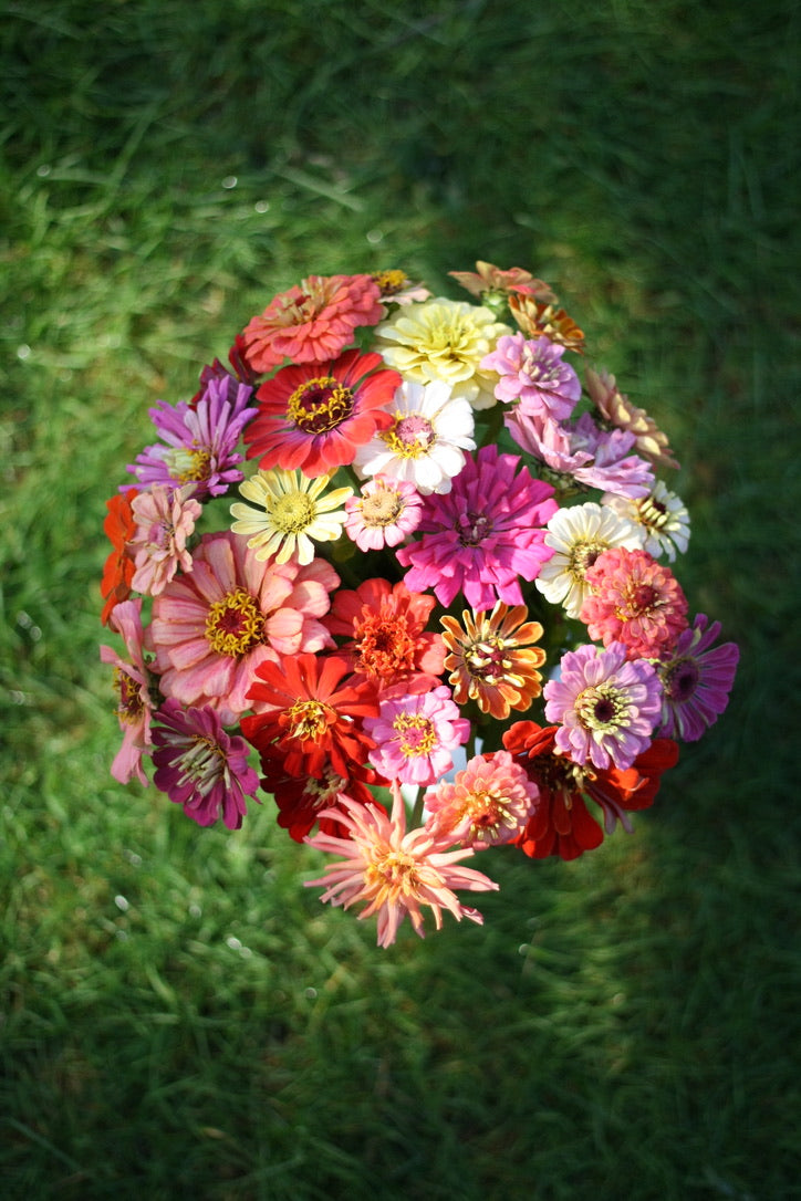 SAART™ Zinnia Mix – Zinnia Seeds (Zinnia elegans), Annual Summer Flower