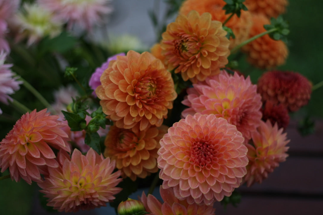 SAART™ Dahlienmix – Dahlia Samen (Dahlia variabilis), knollenbildende Sommerblume (nicht winterhart)