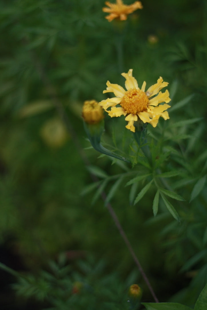 SAART™ Tagetesmix – Tagetes Samen (Tagetes patula & tenuifolia ), einjährige Sommerblume