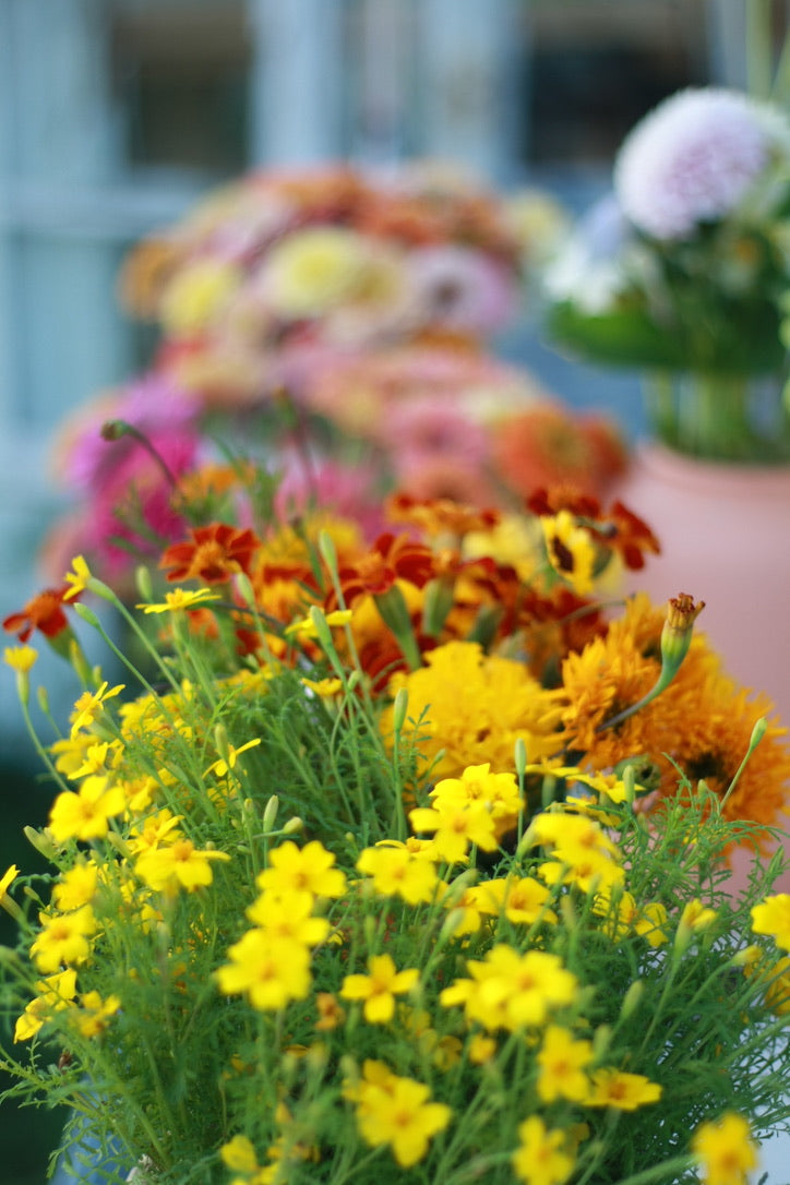 SAART™ Tagetesmix – Tagetes Samen (Tagetes patula & tenuifolia ), einjährige Sommerblume