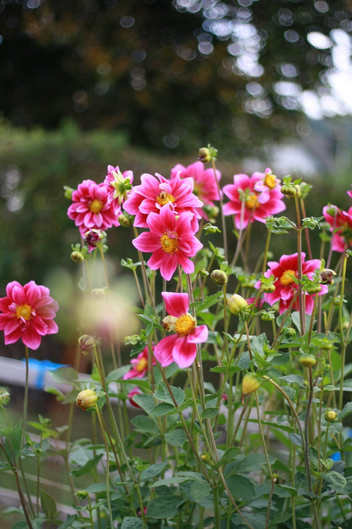 SAART™ Dahlienmix – Dahlia Samen (Dahlia variabilis), knollenbildende Sommerblume (nicht winterhart)