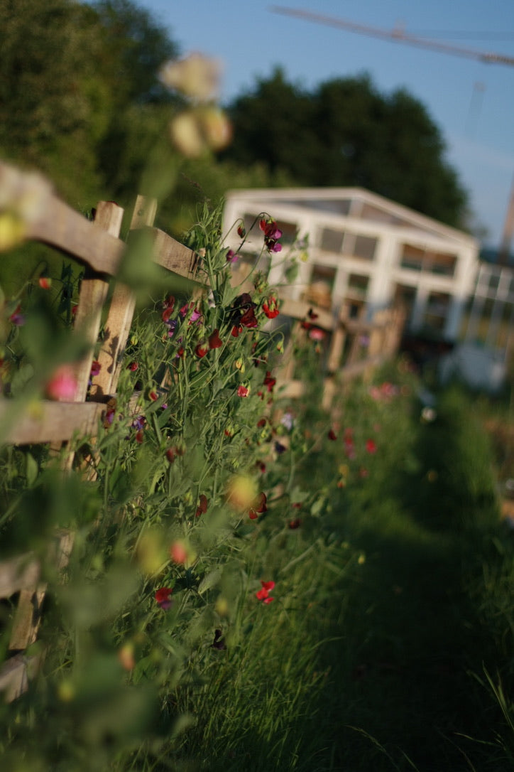 SAART™ Duftwickenmix – Sweet Pea Samen (Lathyrus odoratus), einjährige Sommerblume