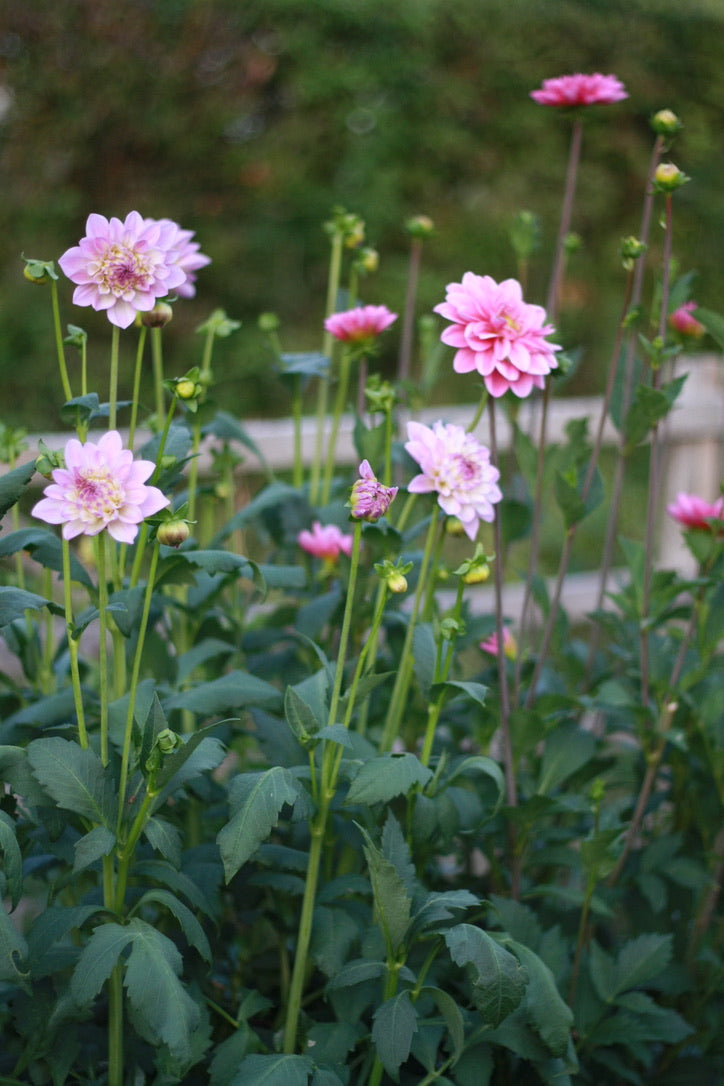 SAART™ Dahlienmix – Dahlia Samen (Dahlia variabilis), knollenbildende Sommerblume (nicht winterhart)