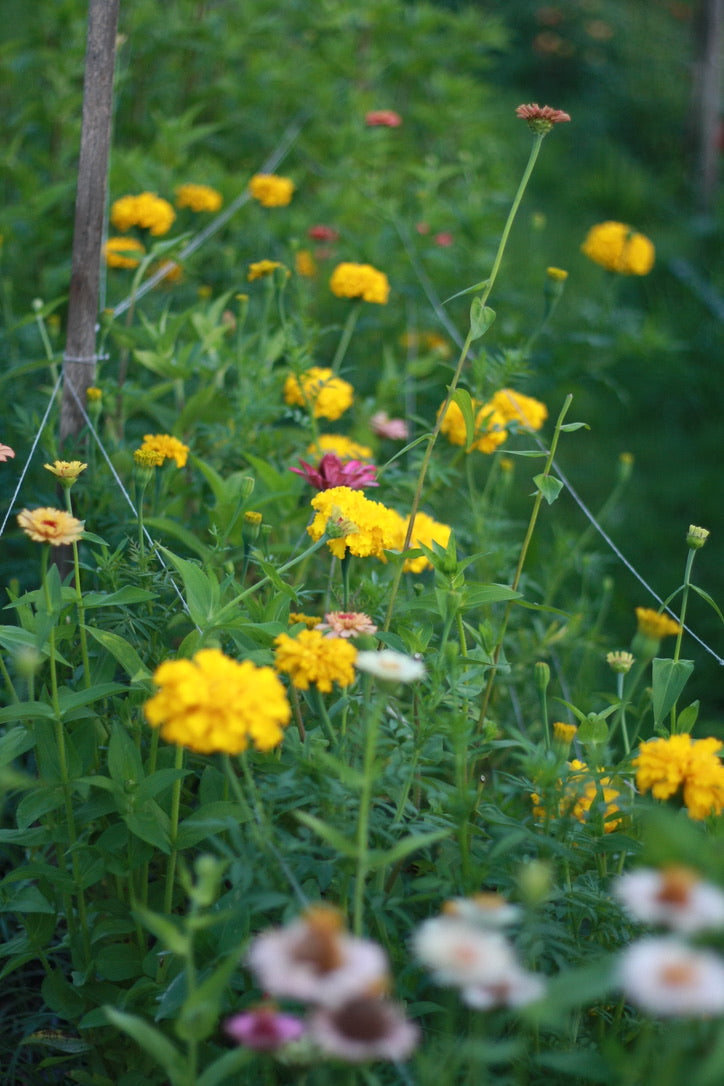 SAART™ Tagetesmix – Tagetes Samen (Tagetes patula & tenuifolia ), einjährige Sommerblume