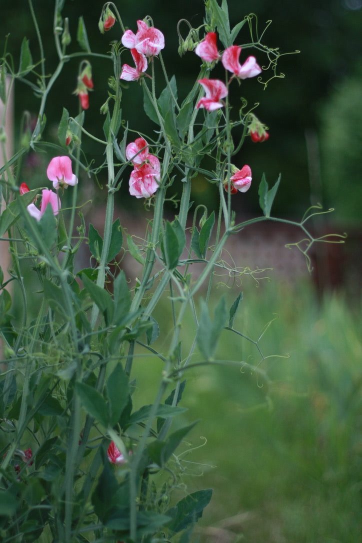 SAART™ Duftwickenmix – Sweet Pea Samen (Lathyrus odoratus), einjährige Sommerblume