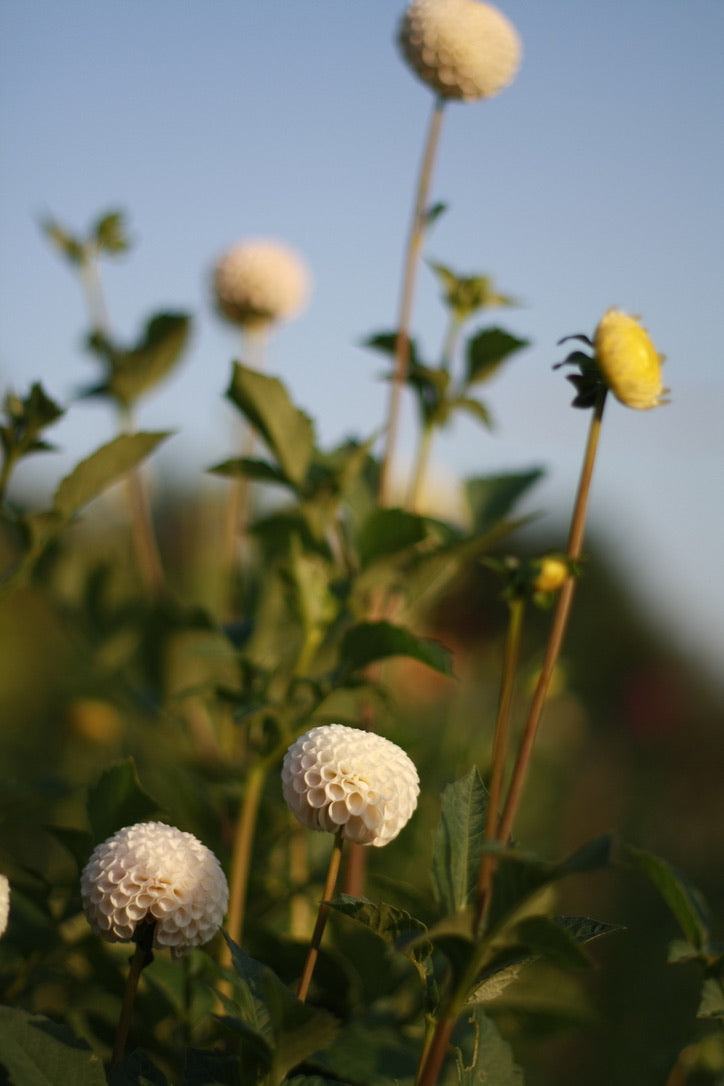 SAART™ Dahlienmix – Dahlia Samen (Dahlia variabilis), knollenbildende Sommerblume (nicht winterhart)