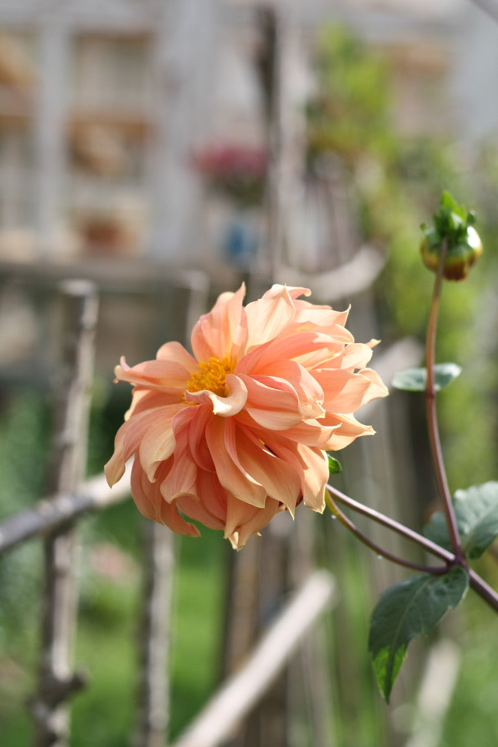 Dahlienknolle ‚Pamplona‘ (eigene Selektion)