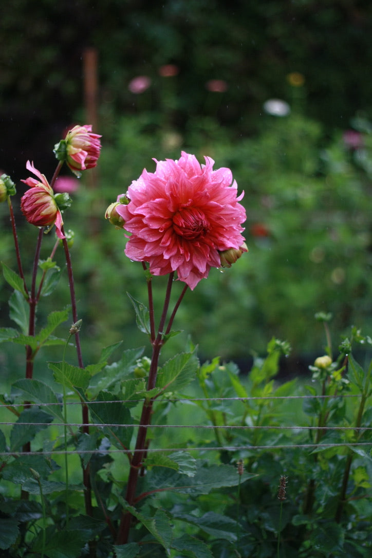 Dahlienknolle ‚Islander‘