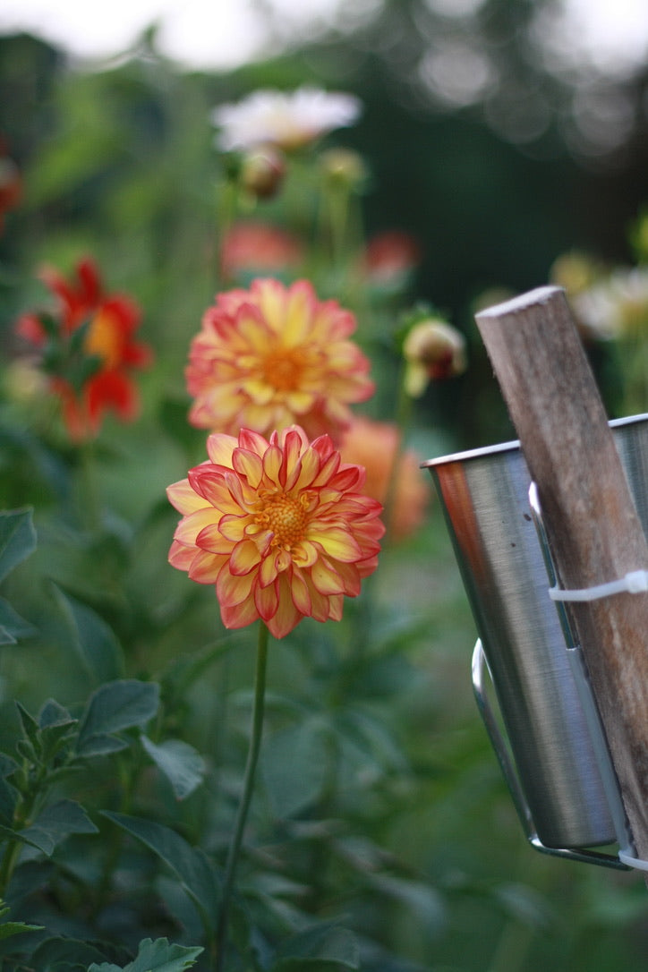 Dahlienknolle ‚Firepire‘ (eigene Selektion)
