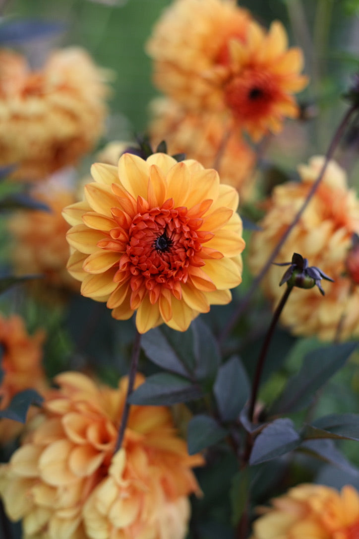 SAART™ Dahlienmix – Dahlia Samen (Dahlia variabilis), knollenbildende Sommerblume (nicht winterhart)