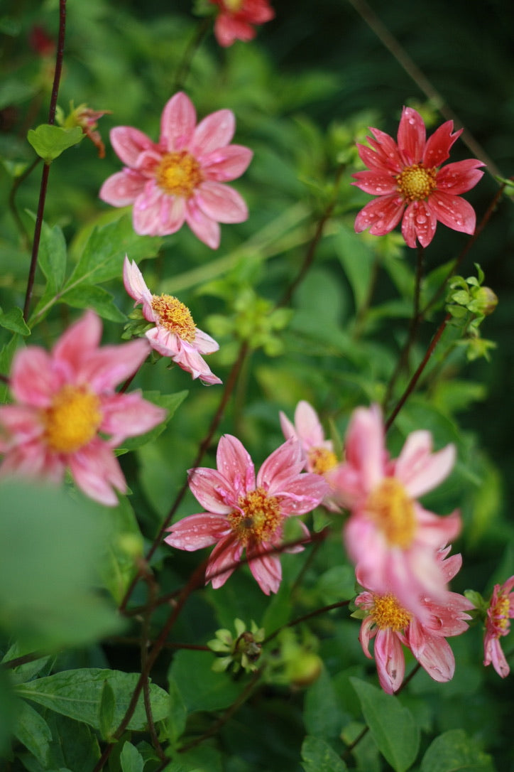 SAART™ Dahlienmix – Dahlia Samen (Dahlia variabilis), knollenbildende Sommerblume (nicht winterhart)