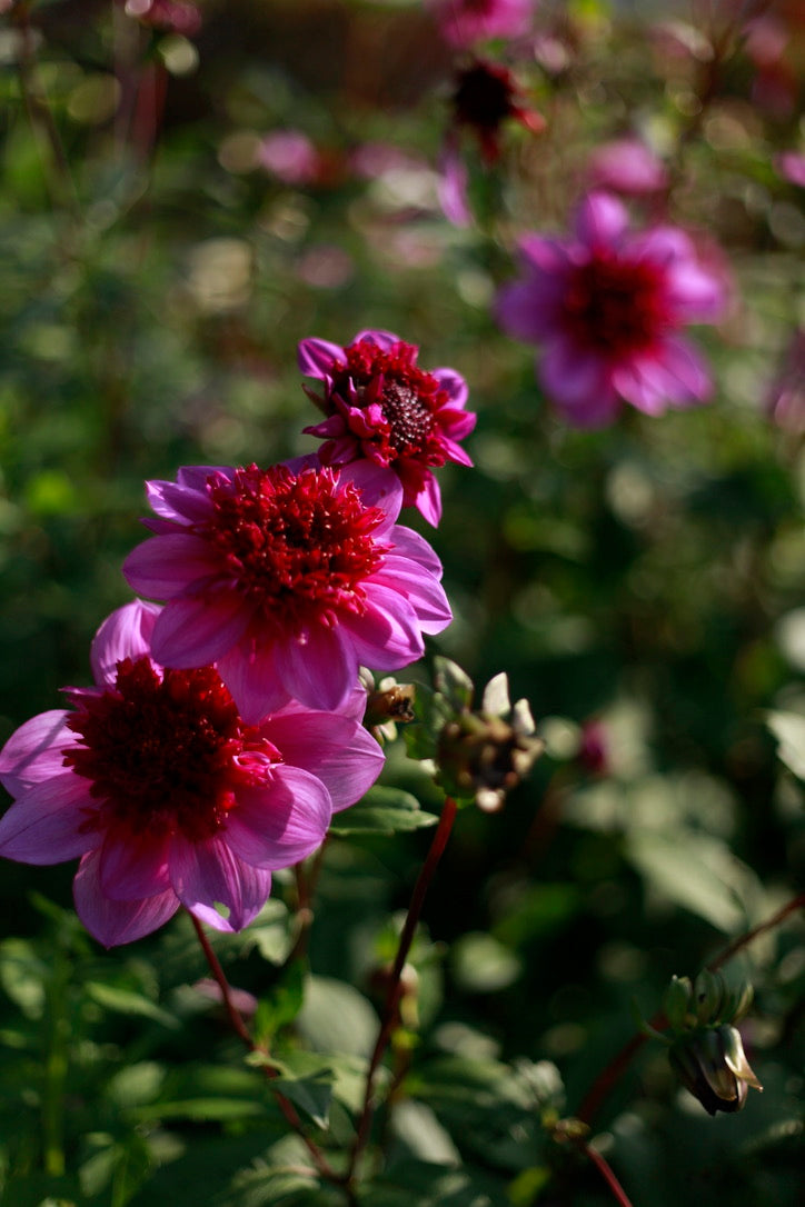 Dahlienknolle ‚Blue Bayou‘