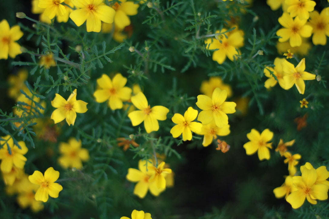 SAART™ Tagetesmix – Tagetes Samen (Tagetes patula & tenuifolia ), einjährige Sommerblume