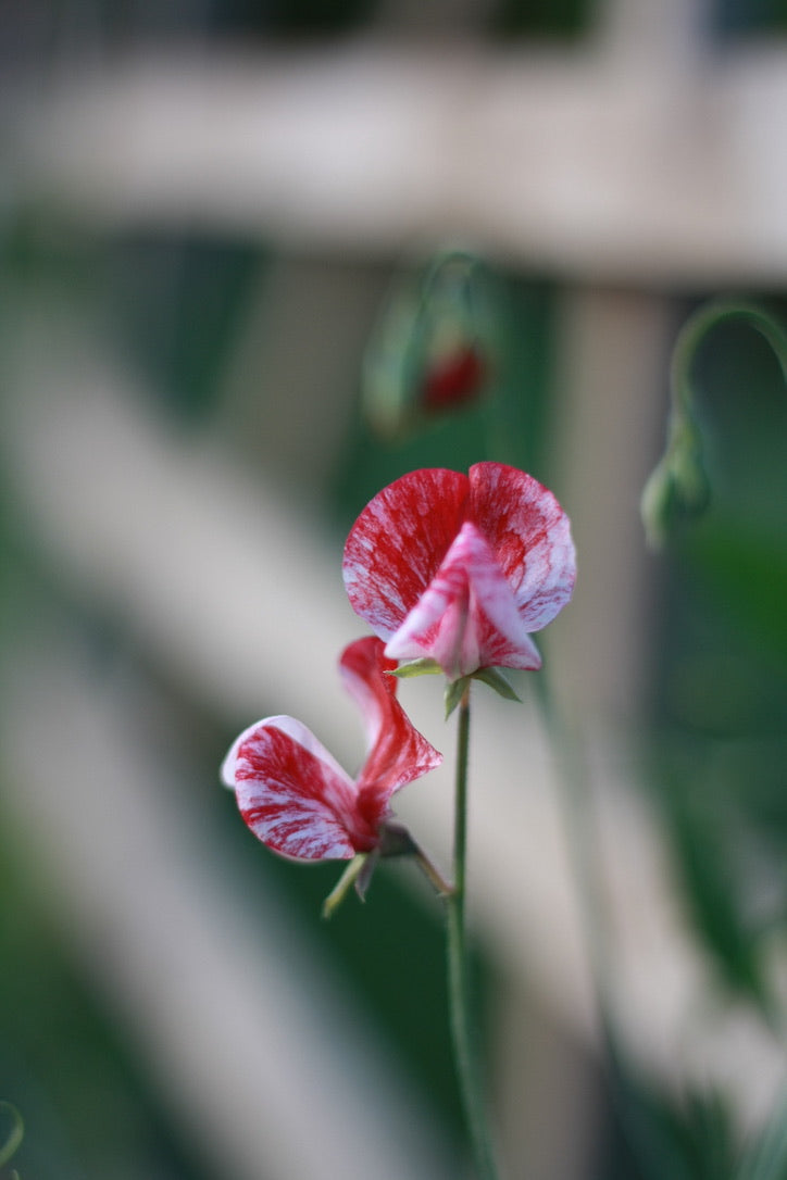 SAART™ Duftwickenmix – Sweet Pea Samen (Lathyrus odoratus), einjährige Sommerblume