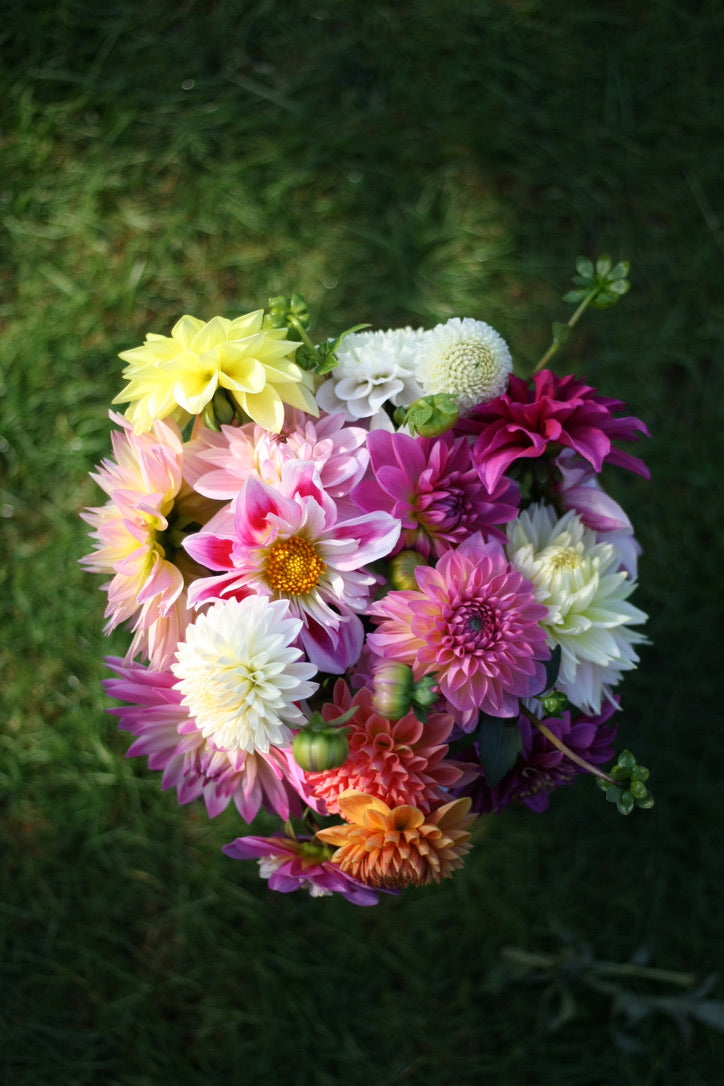 SAART™ Dahlienmix – Dahlia Samen (Dahlia variabilis), knollenbildende Sommerblume (nicht winterhart)