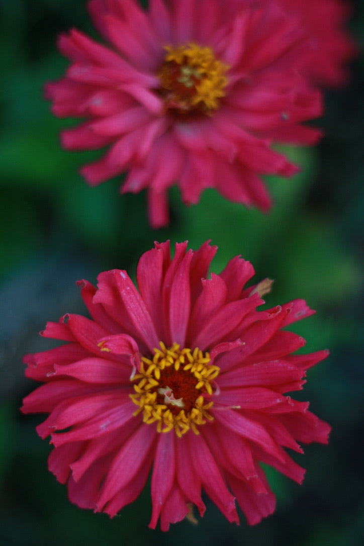 SAART™ Zinnia Mix – Zinnia Seeds (Zinnia elegans), Annual Summer Flower