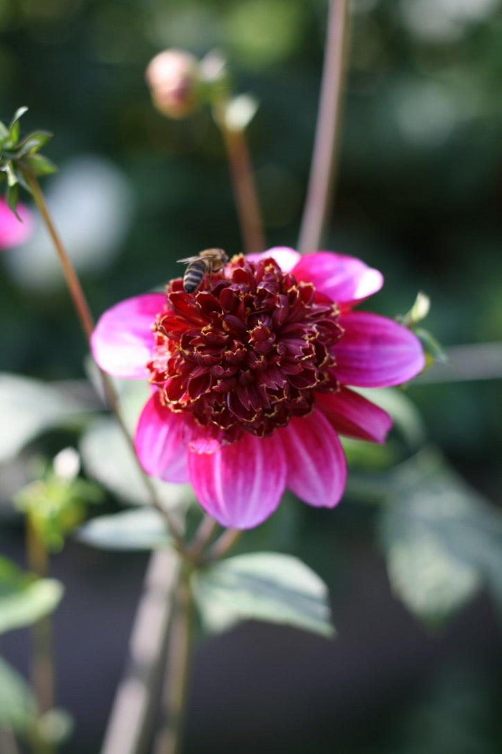 Dahlienknolle ‚Blue Bayou‘