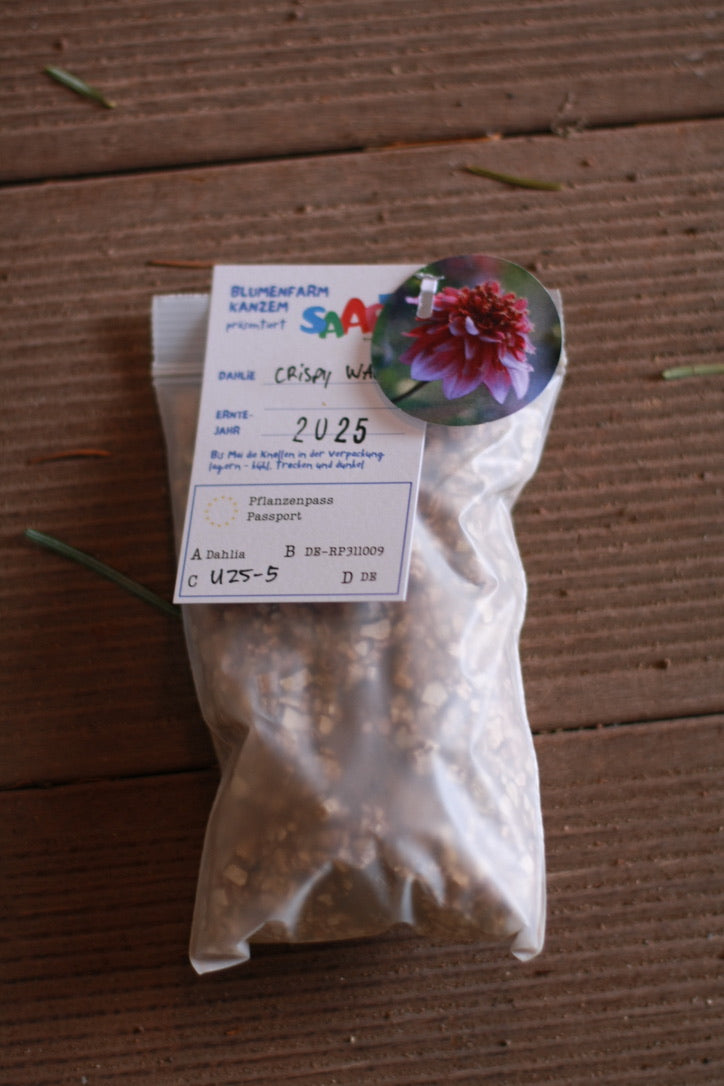Dahlienknolle ‚Crispy Waltz‘ (eigene Selektion)