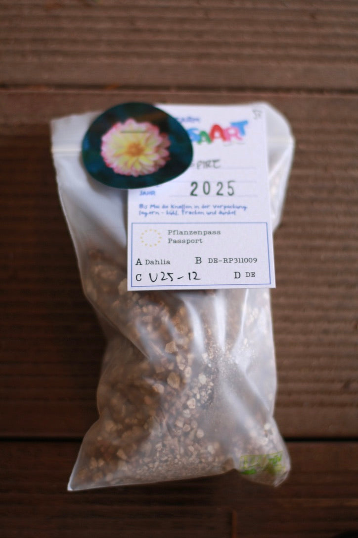 Dahlienknolle ‚Firepire‘ (eigene Selektion)