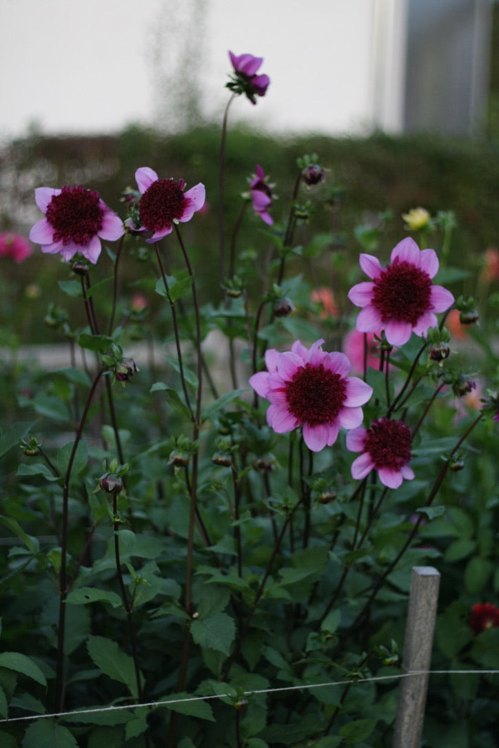 SAART™ Dahlienmix – Dahlia Samen (Dahlia variabilis), knollenbildende Sommerblume (nicht winterhart)