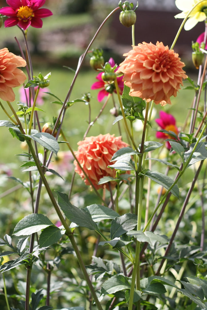 Dahlienknolle ‚Pamplona‘ (eigene Selektion)