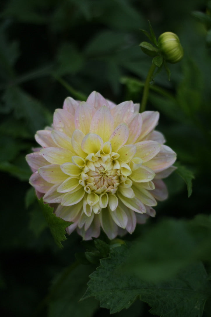 SAART™ Dahlienmix – Dahlia Samen (Dahlia variabilis), knollenbildende Sommerblume (nicht winterhart)