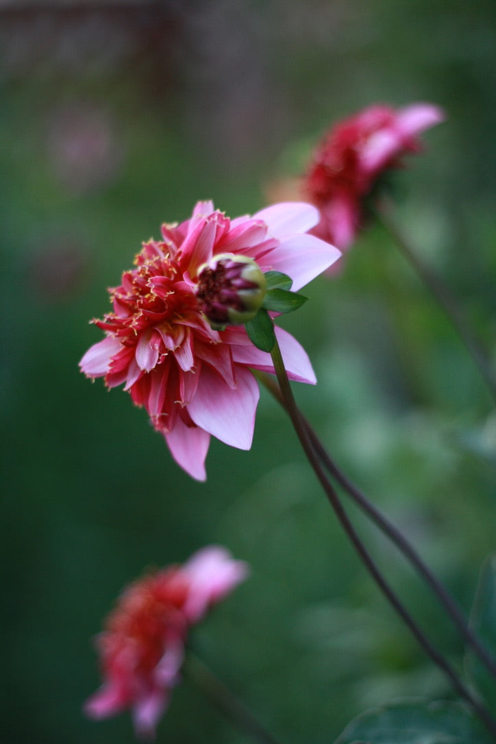 Dahlienknolle ‚Crispy Waltz‘ (eigene Selektion)