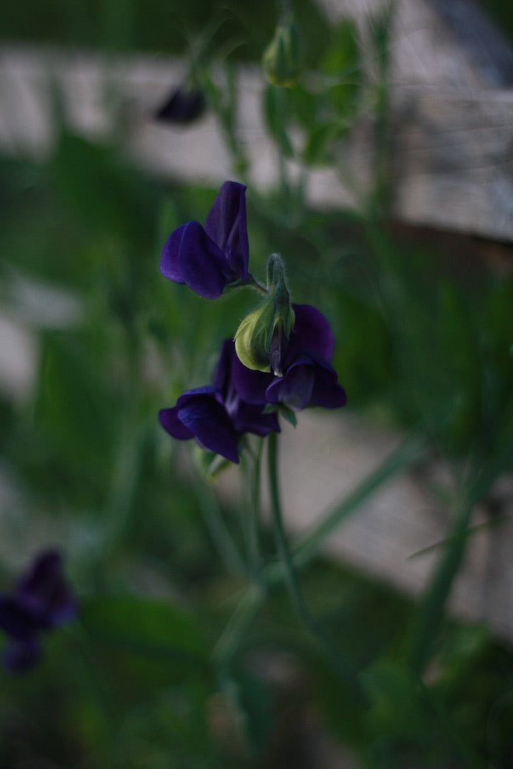 SAART™ Duftwickenmix – Sweet Pea Samen (Lathyrus odoratus), einjährige Sommerblume